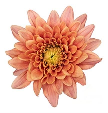 Chrysanthemum (Indicum Grp) geplozen overig