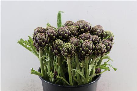 Cynara scolymus 'Concerto'