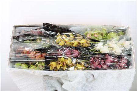 Cymbidium grootbloemig gemengd