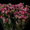 Dianthus Solomio Bono