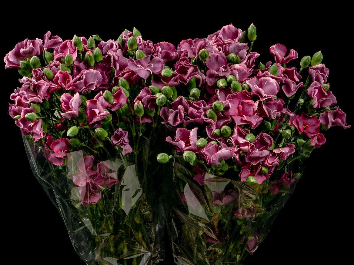 Dianthus Solomio Bono