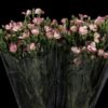Dianthus Solomio Tino