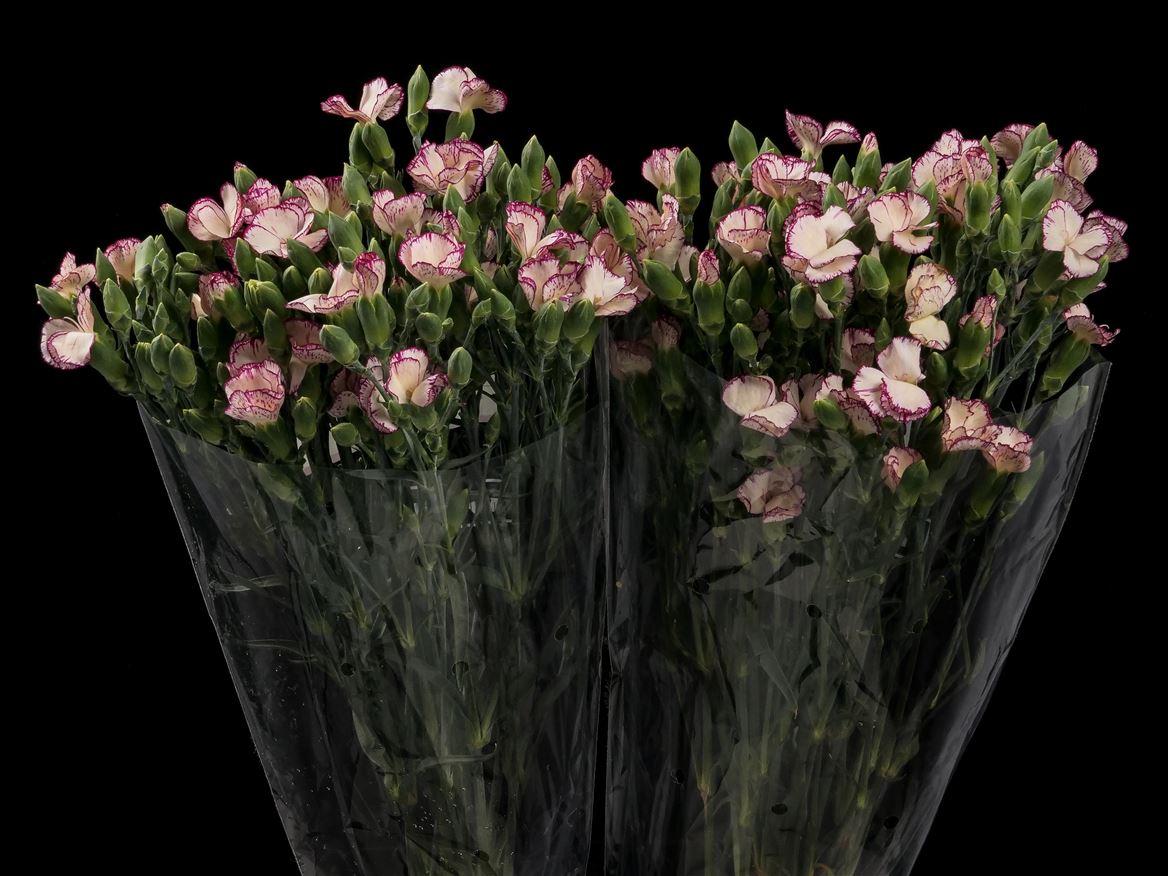 Dianthus Solomio Tino