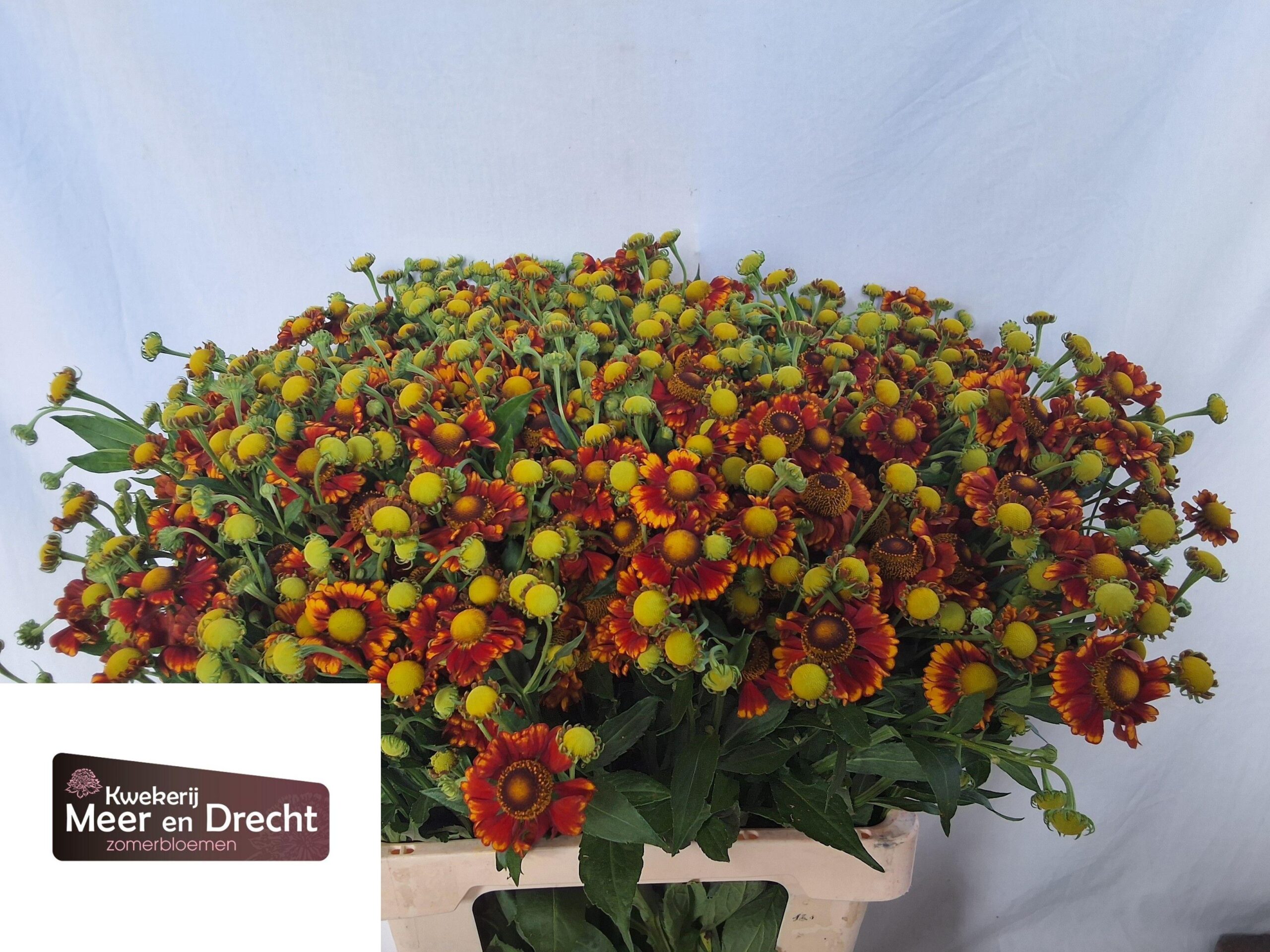 Helenium overig