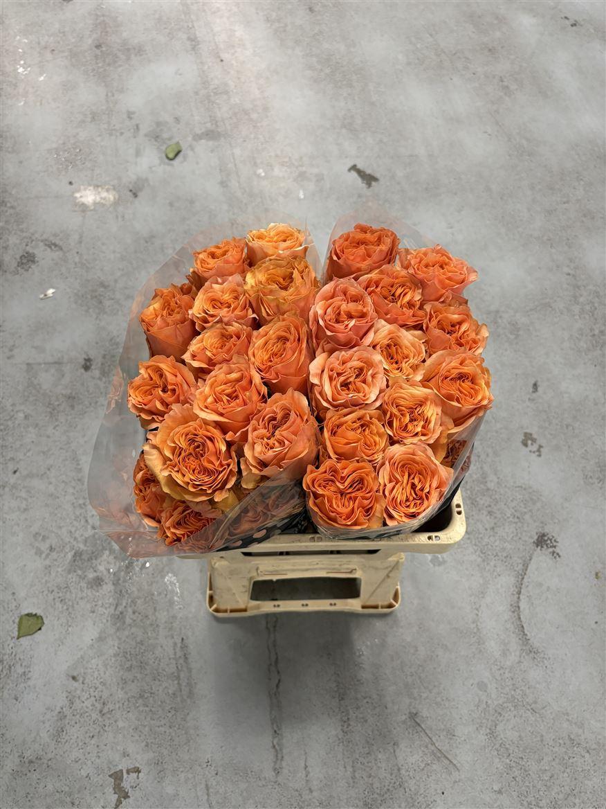 Rosa grootbloemig overig