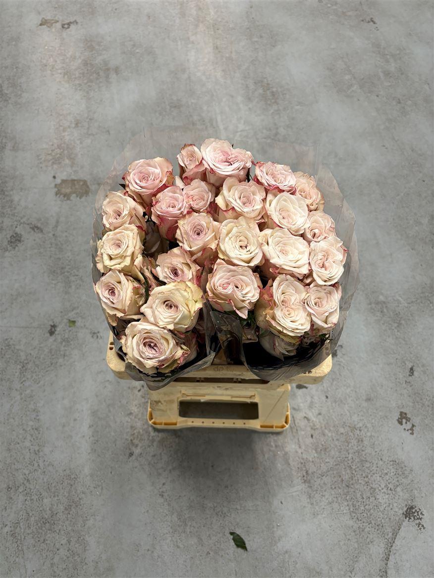 Rosa grootbloemig overig