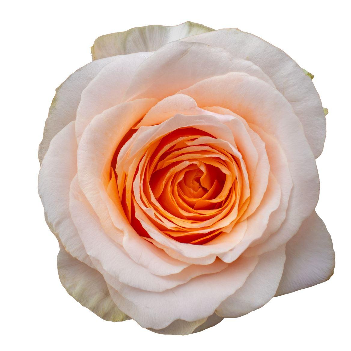 Rosa grootbloemig Felicity
