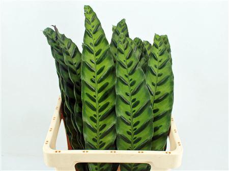 Calathea lancifolia