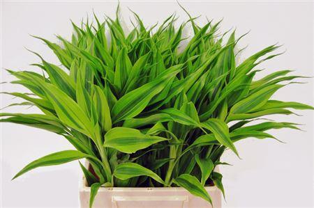 Dracaena sanderiana