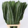 Strelitzia reginae