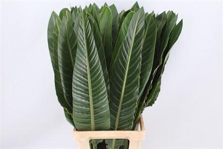Strelitzia reginae