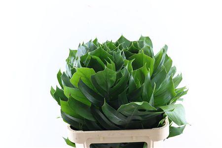 Monstera