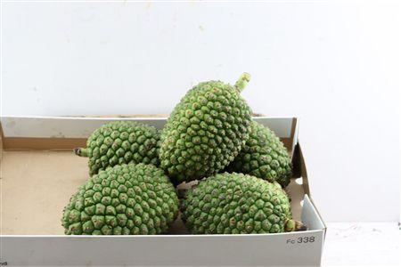 Cucurbita pepo