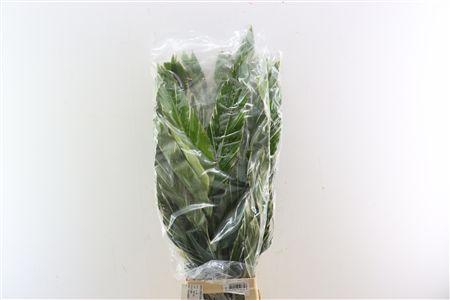 Zingiber Shampoo Ginger