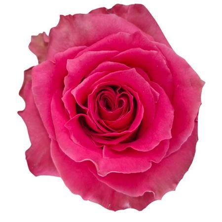 Rosa grootbloemig overig