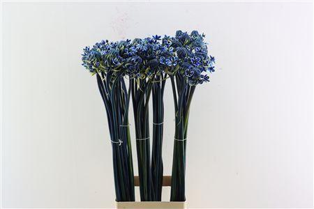 Ornithogalum kleurbehandeld H%