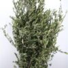 Olea europaea