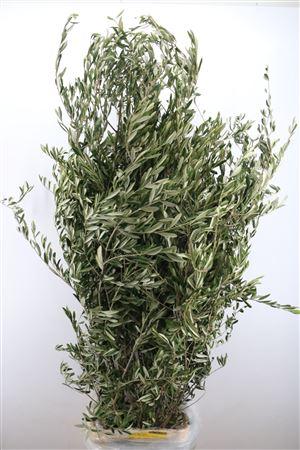 Olea europaea