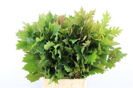 Quercus overig