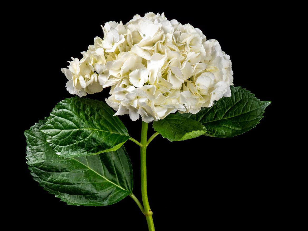 Hydrangea overig
