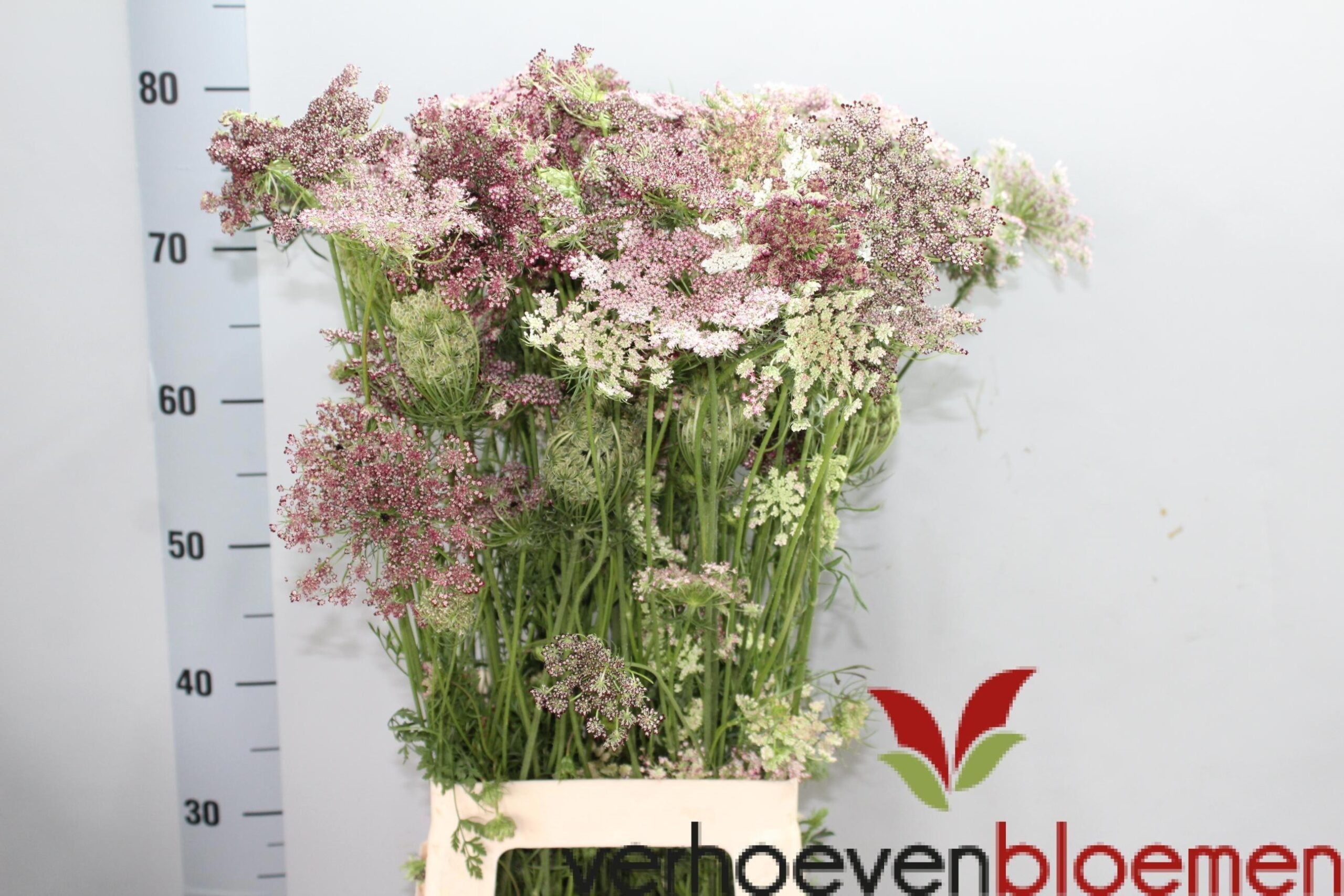Daucus carota 'Dara'