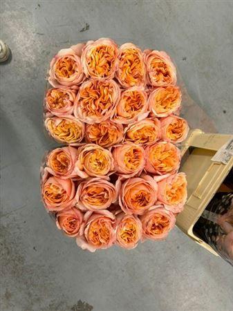 Rosa grootbloemig overig