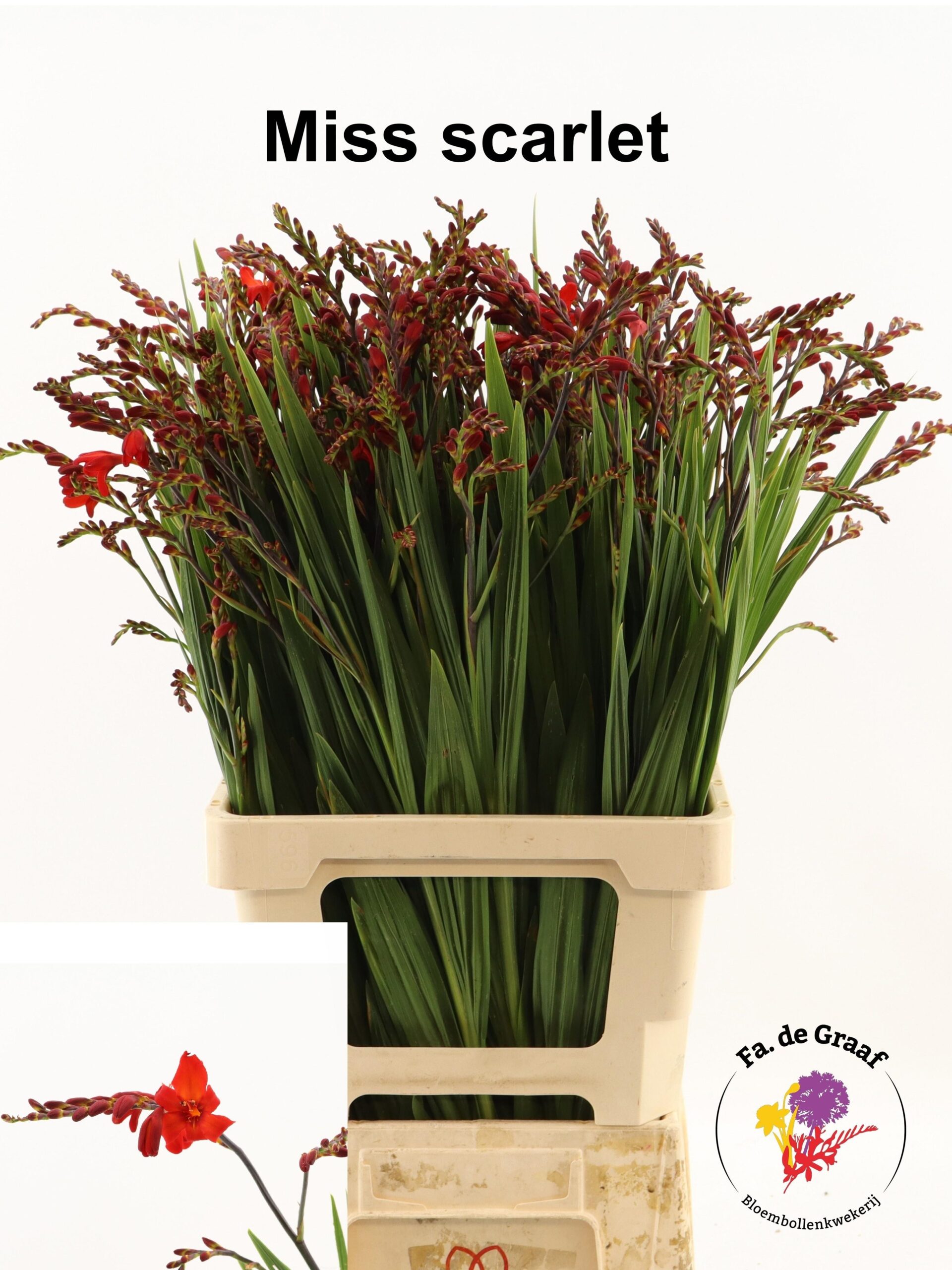 Crocosmia overig