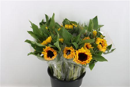 Helianthus annuus 'Orange Sunrise'