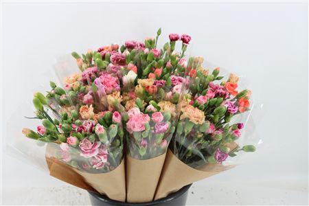 Dianthus standaard overig