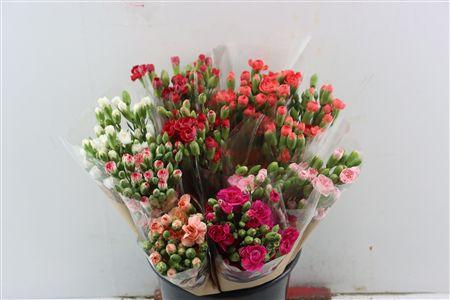 Dianthus tros gemengd