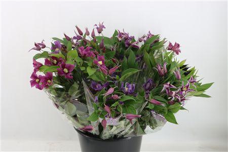 Clematis gemengd