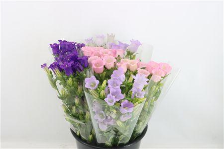 Phlox (Paniculata Grp) 'Van Gogh'