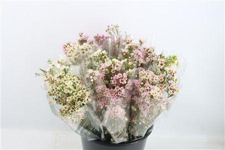 Chamelaucium uncinatum overig