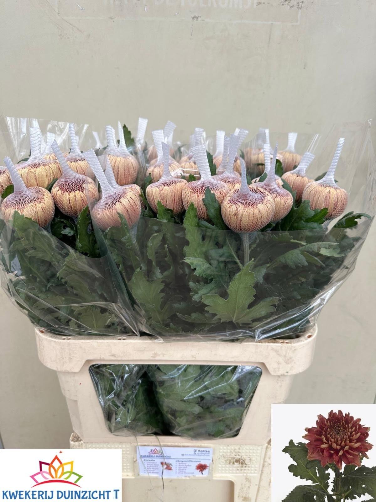Chrysanthemum (Indicum Grp) geplozen Hornbill Salmon