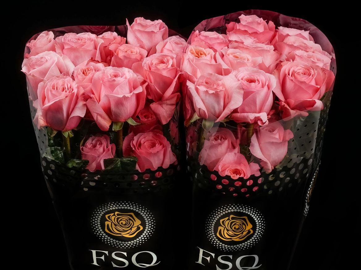 Rosa grootbloemig Pink X-Pression