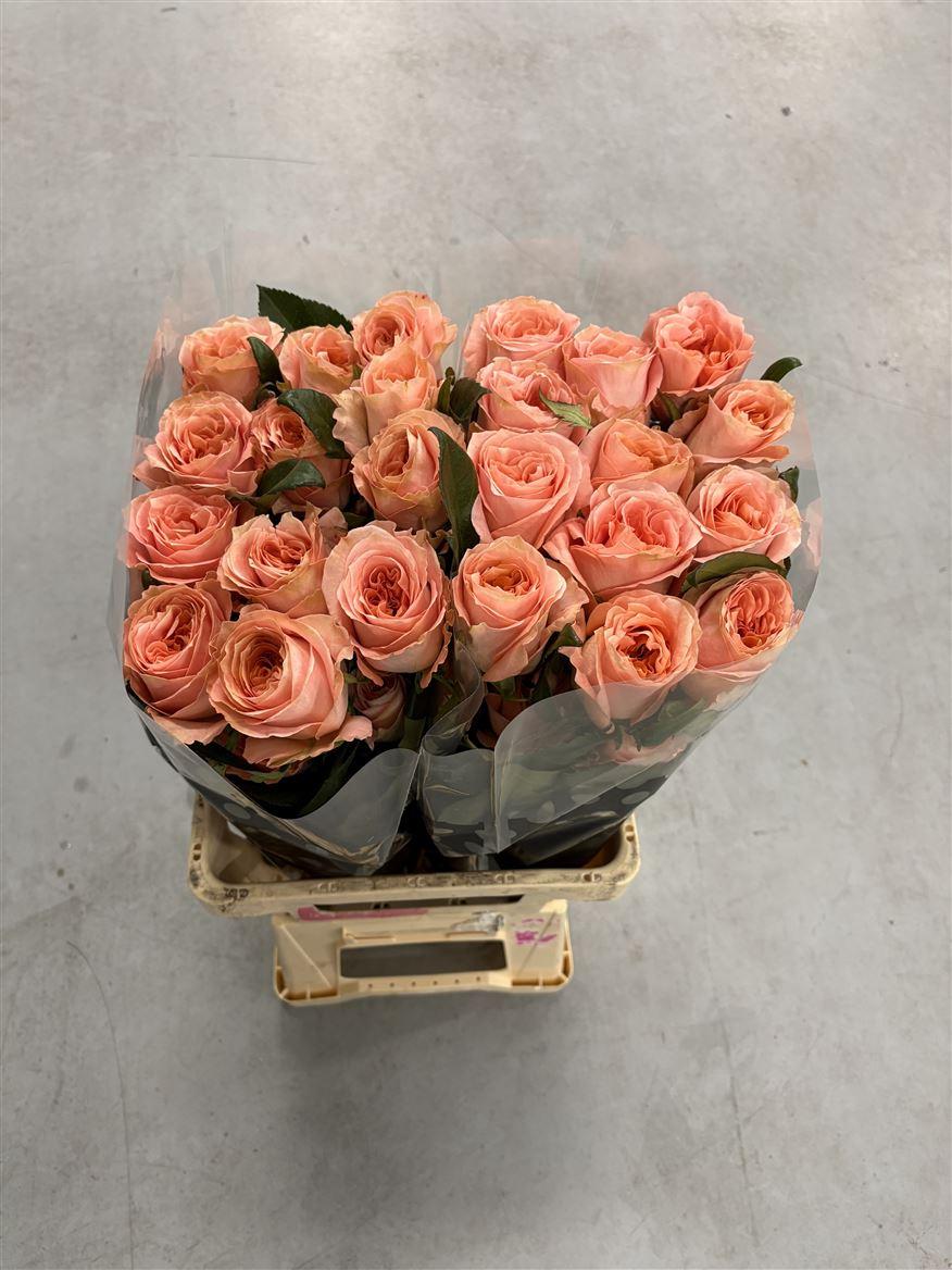 Rosa grootbloemig overig