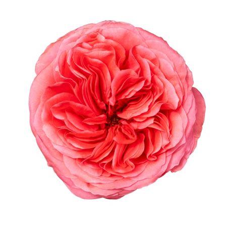 Rosa grootbloemig overig