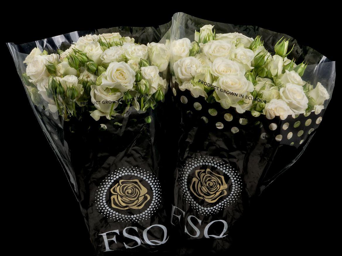 Rosa tros Snowflake