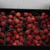 Siervruchten per bak Malus overig