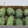 Cucumis hirsutus