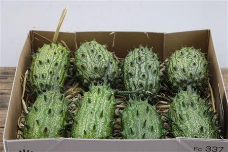 Cucumis hirsutus