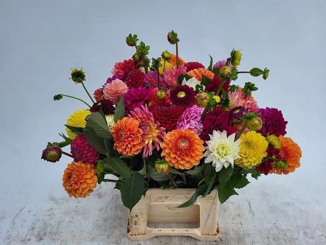 Dahlia gemengd in bos