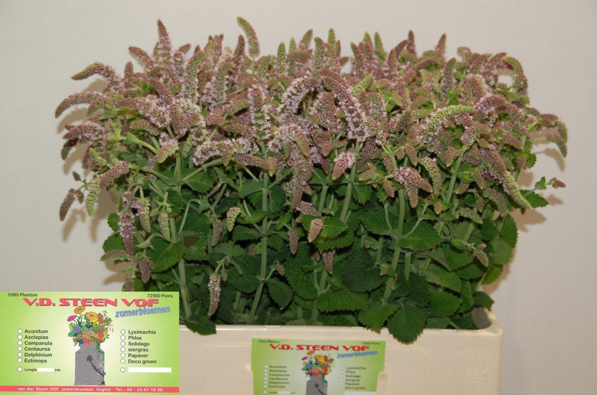 Mentha 'Jocka'