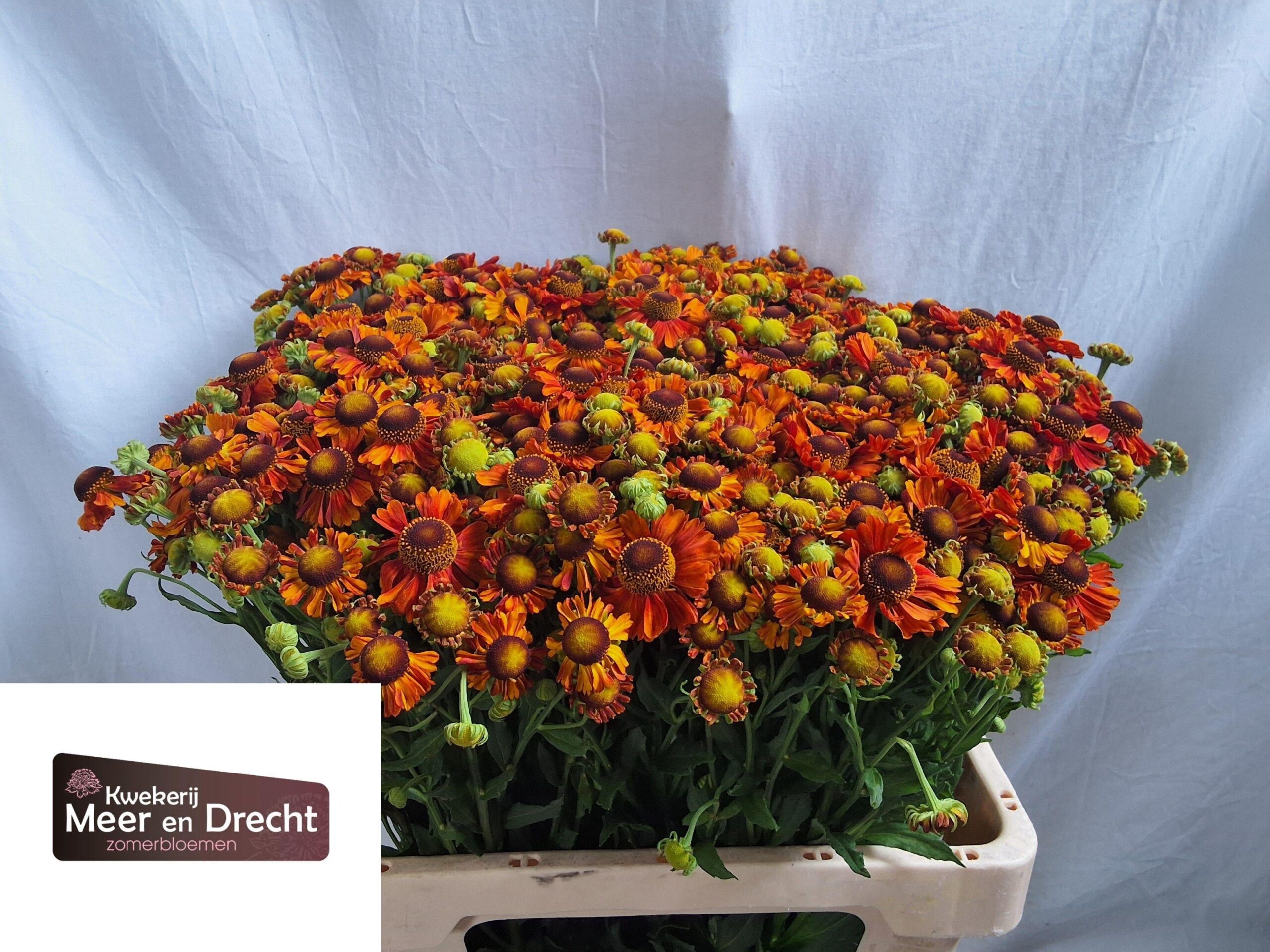 Helenium Autumn Flirt