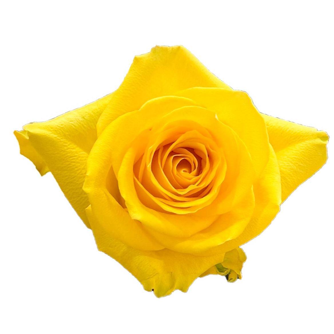 Rosa grootbloemig overig