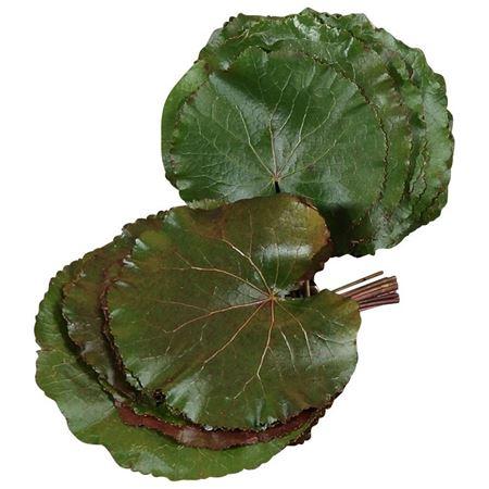 Galax urceolata per bos