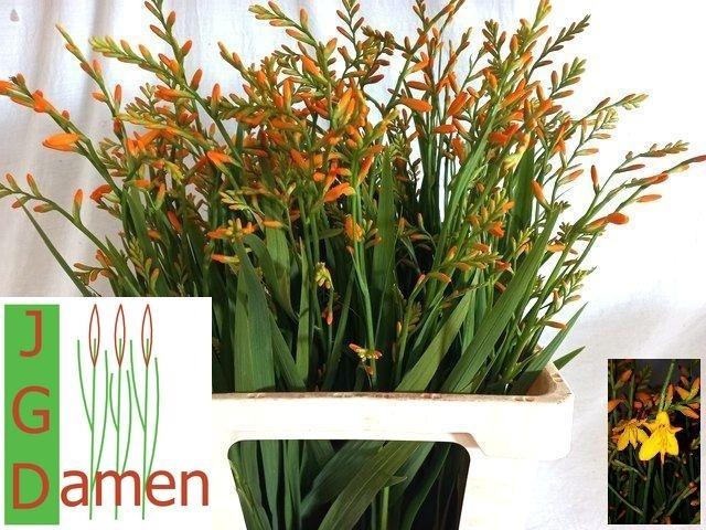 Crocosmia 'George Davison'