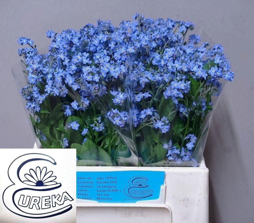 Myosotis alpestris Blue Memory