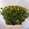 Rudbeckia nitida