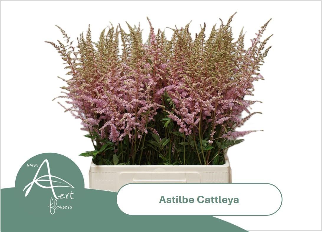 Astilbe (Arendsii Grp) 'Cattleya'